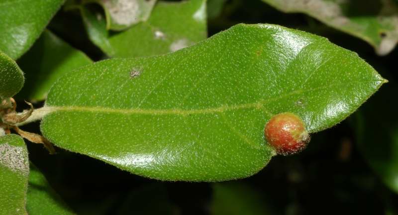 Plagiotrochus australis